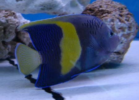  Pomacanthus maculosus (Yellowbar Angelfish, Map Angelfish, Maculosus Angelfish)